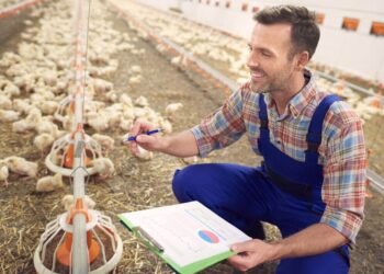 How to Raise the Productivity of Poultry Using Essential Vitamins