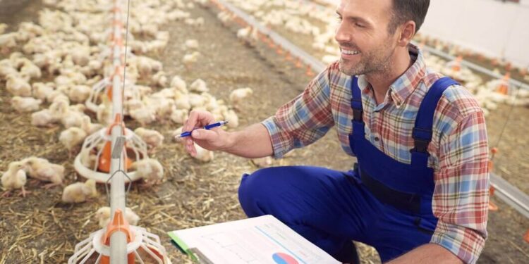 How to Raise the Productivity of Poultry Using Essential Vitamins